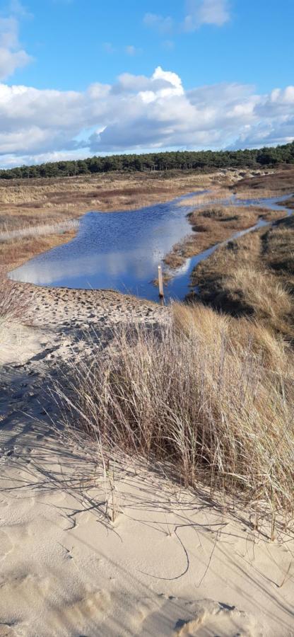 Zilvermeeuw Bergen aan Zee Luaran gambar